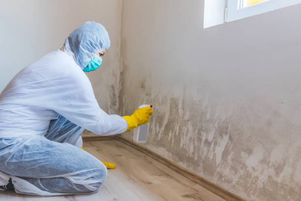 Licensed Mold Inspection service in Stanwood, MI - WQB Mold Removal