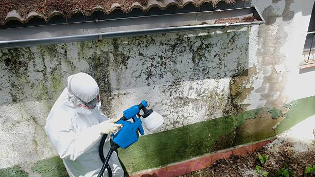 Top rated local Mold Inspection specialists in Stanwood, MI